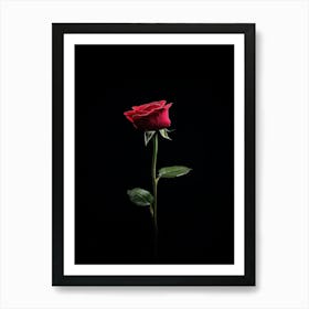 Single Rose On Black Background 25 Art Print