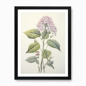 Ajisai Hydrangea Vintage Japanese Botanical Art Print