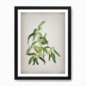 Vintage Russian Olive Botanical on Parchment n.0639 Art Print