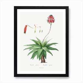 Aloe Picta, Pierre Joseph Redoute Art Print