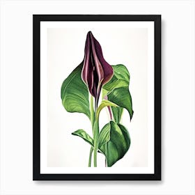 Jack In The Pulpit Wildflower Watercolour 1 Art Print