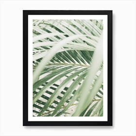 Palm Leaves In The Garden Art Print