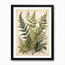 Painted Fern Wildflower Vintage Botanical Art Print 2 Art Print