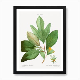 Laurels, Pierre Joseph Redoute Art Print