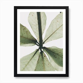 Green Leaf Art Print