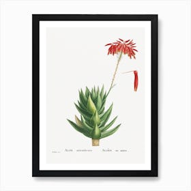 Aloe Mitroeformis From Histoire Des Plantes Grasses, Pierre Joseph Redouté Art Print