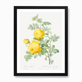 Rosa Hemisphaerica From Les Roses, Pierre Joseph Redouté Art Print