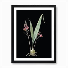 Vintage Pine Pink Botanical Illustration on Solid Black n.0907 Art Print