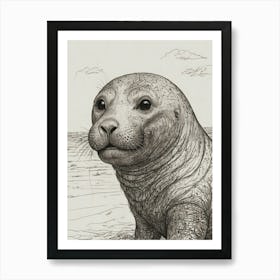 Seal Pup Art Print