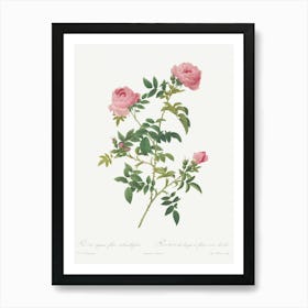 Hundred Petalled English Rose, Pierre Joseph Redoute Art Print