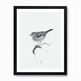 Robin B&W Pencil Drawing 1 Bird Art Print