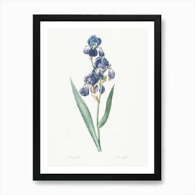 Dalmatian Iris Illustration From Les Liliacées (1805), Pierre Joseph Redoute Art Print