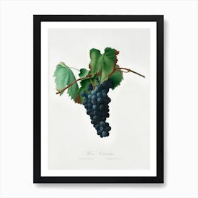 Grape Vine (Vitis Vinifera Niciensis) From Pomona Italiana (1817 1839) , Giorgio Gallesio 1 Art Print