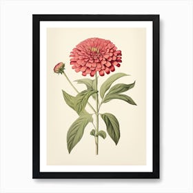 Zinnias Flower Vintage Botanical 1 Art Print