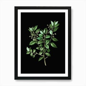 Vintage Evergreen Oak Botanical Illustration on Solid Black n.0863 Art Print