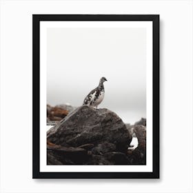 Ptarmigan Scenery Art Print