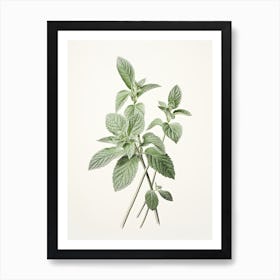 Mint Vintage Botanical Herbs 0 Art Print