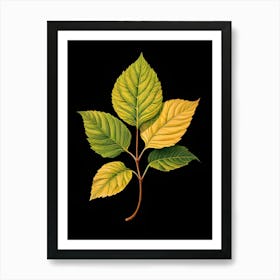 Elm Leaf Art Print