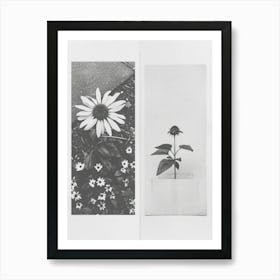 Sunflower Flower Photo Collage 4 Art Print