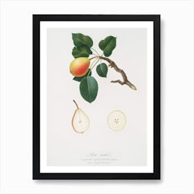 Pear (Pyrus Regalis) From Pomona Italiana (1817 1839), Giorgio Gallesio Art Print