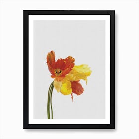 Tulip Still Life Art Print