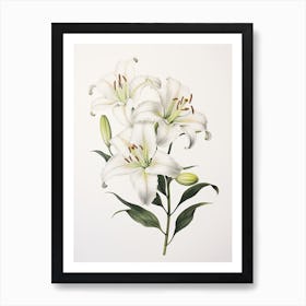 Lilies Flower Vintage Botanical 0 Art Print