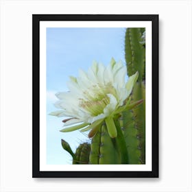 Wild Cactus Flower Art Print