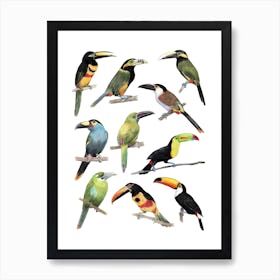 Toucans Art Print