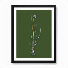 Vintage Allium Foliosum Black and White Gold Leaf Floral Art on Olive Green n.1183 Art Print