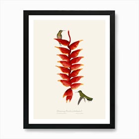 Hummingbird & Lobster plant Art Print