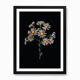 Vintage Lilac Senecio Flower Botanical Illustration on Solid Black Art Print