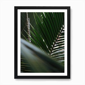 Palm leaves at sunset Art Print