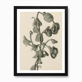 Sweet Pea Vintage Botanical Flower Art Print