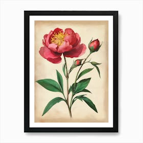 Vintage Of Herbarium Peonies Art Print