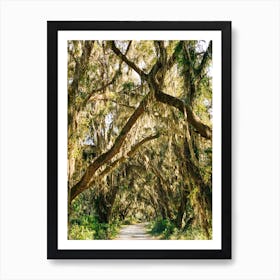 Savannah National Wildlife Refuge VII Art Print