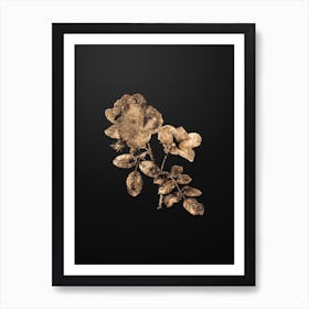Gold Botanical Sweetbriar Rose on Wrought Iron Black n.4716 Art Print