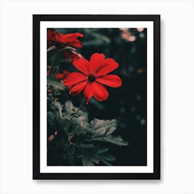 Red Flower 1 Art Print