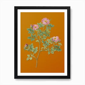 Vintage Rose Corymb Botanical on Sunset Orange n.0768 Art Print