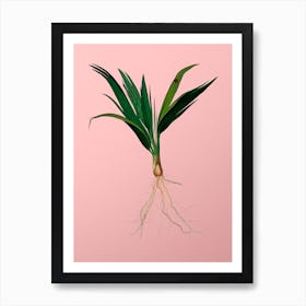 Vintage Date Palm Tree Botanical on Soft Pink n.0091 Art Print