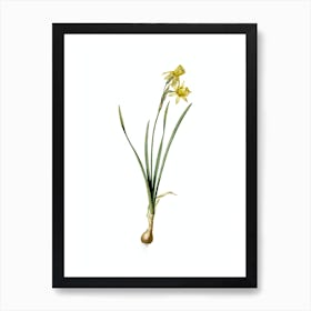 Vintage Narcissus Calathinus Botanical Illustration on Pure White n.0547 Art Print