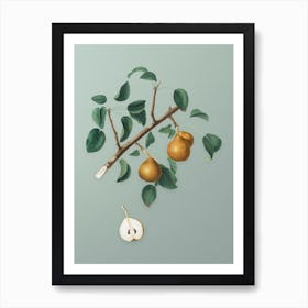 Vintage Seckel Pear Botanical Art on Mint Green n.0091 Art Print