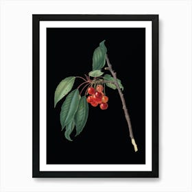 Vintage Cherry Botanical Illustration on Solid Black n.0949 Art Print