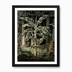 Vintage Houtte 2 Musa Vittata Art Print