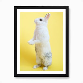 Rabbit Standing On Hind Legs Art Print