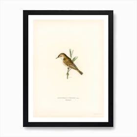 Red Warbler, The Von Wright Brothers Art Print