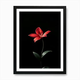 Red Lily Art Print