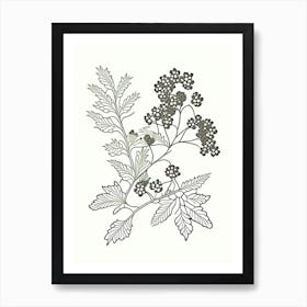 Hawthorn Herb William Morris Inspired Line Drawing 3 Art Print