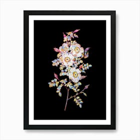 Stained Glass Thornless Burnet Rose Mosaic Botanical Illustration on Black n.0023 Art Print