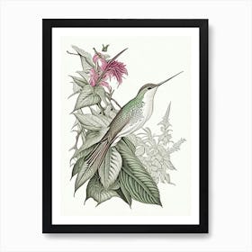 Hummingbird In Foliage Vintage Botanical Line Drawing Art Print