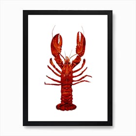 Lobster On White Art Print